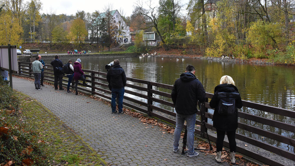 Podzimní odchyt pelikánů ZOO Liberec.