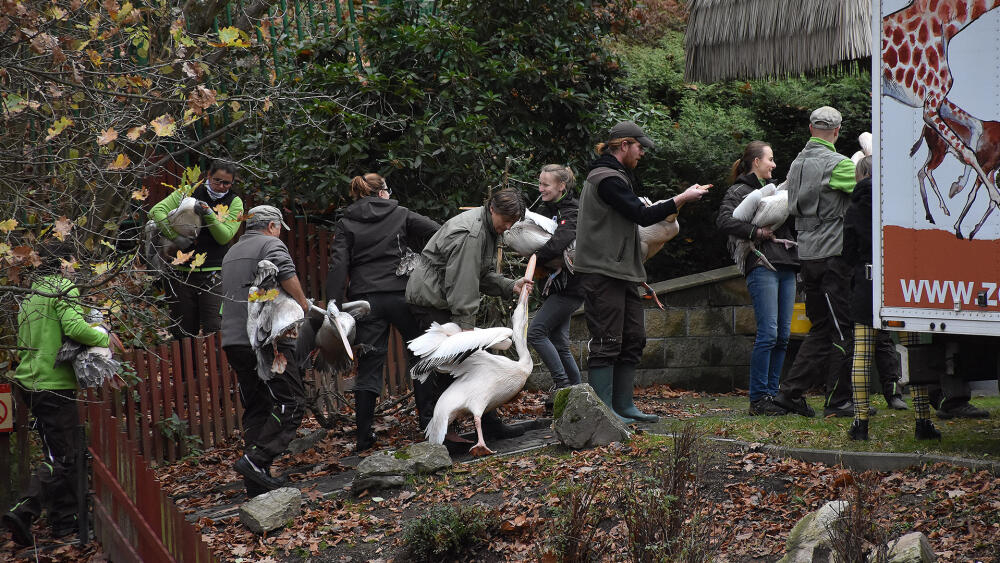 Podzimní odchyt pelikánů ZOO Liberec.