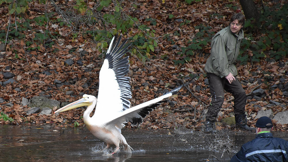 Podzimní odchyt pelikánů ZOO Liberec.
