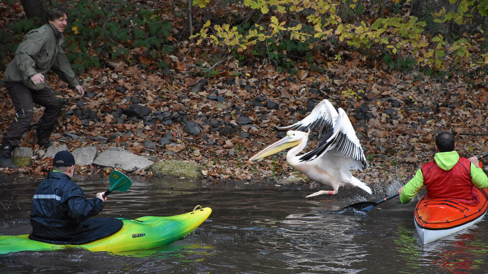 Podzimní odchyt pelikánů ZOO Liberec.