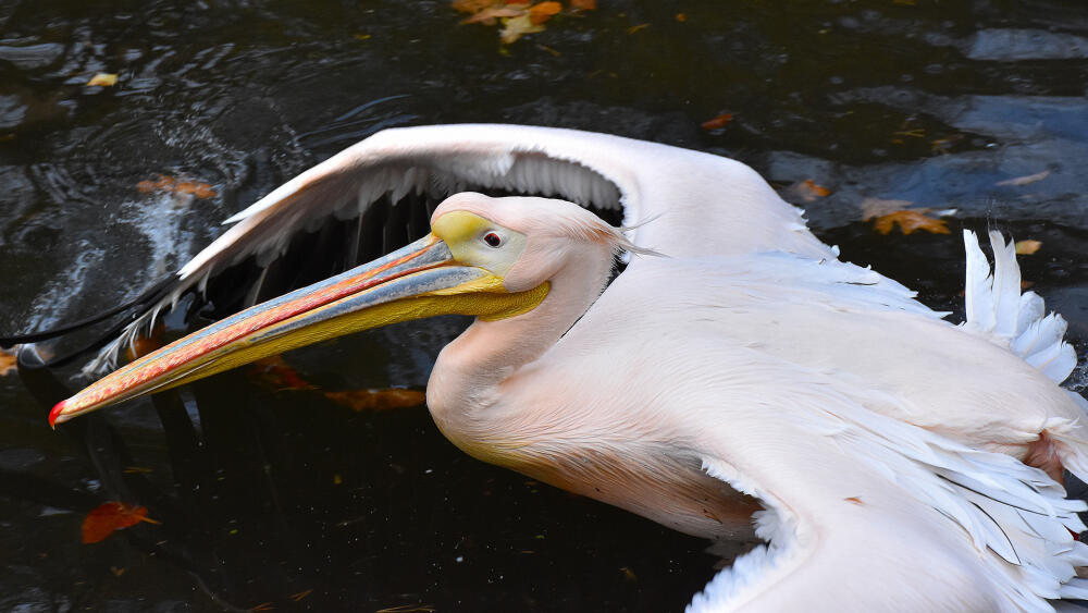 Podzimní odchyt pelikánů ZOO Liberec.
