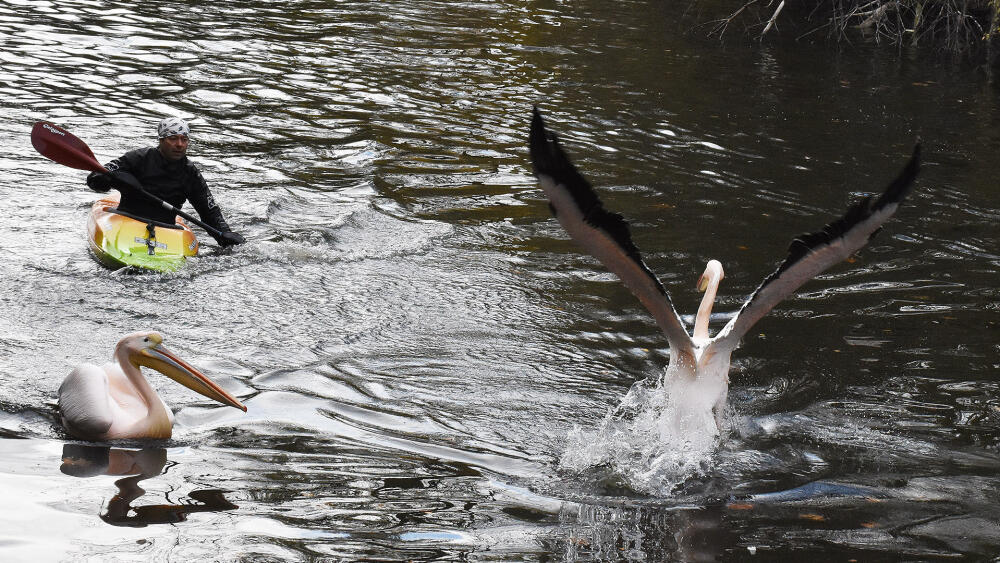 Podzimní odchyt pelikánů ZOO Liberec.