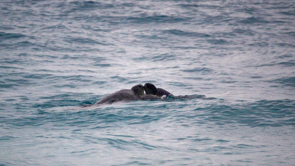 Láska karet obrovských u břehů, kde pravidelně kladou snůšky (foto Tomáš Brzek).