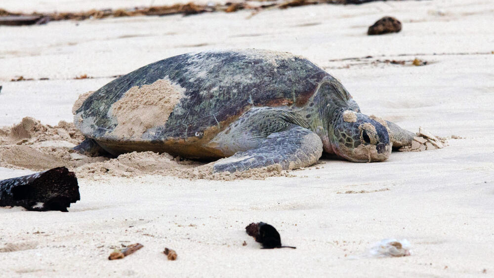 Kareta obrovská opouští nakladenou snůšku vajec brzy po rozednění (foto Tomáš Brzek).