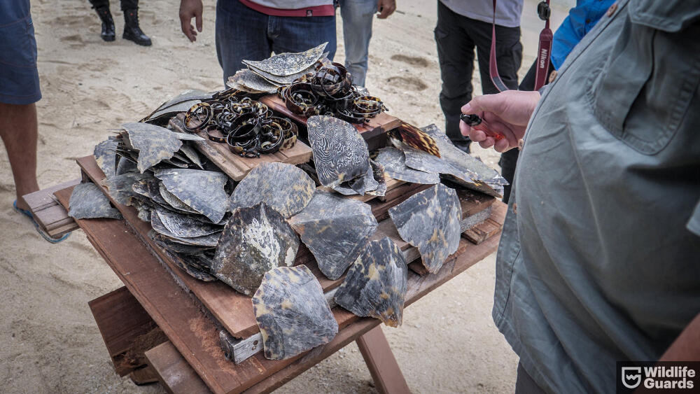 Pro získání želvoviny se kareta dává často ještě zaživa nad oheň. To proto, aby se z ní daly jednotlivé šupiny lépe sloupnout. Kareta na následky zranění umírá (foto Mišo Gálik).