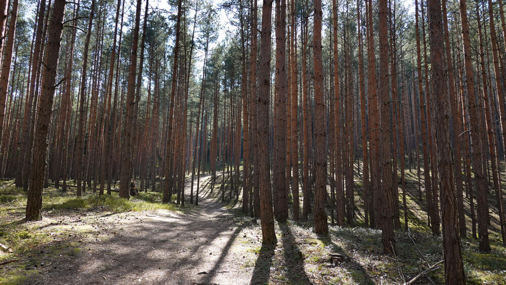 Vyrážíme do skal. Pro zdejší oblast typická borovicová monokultura působí až surreálně.