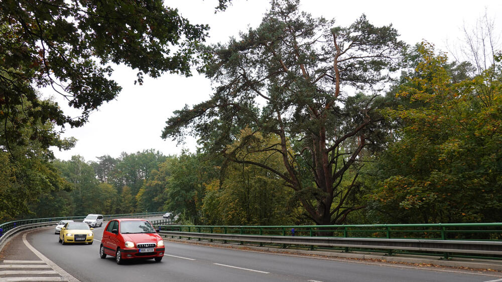 Na příjezdu od České Lípy vás vítá několik set let stará borovice.