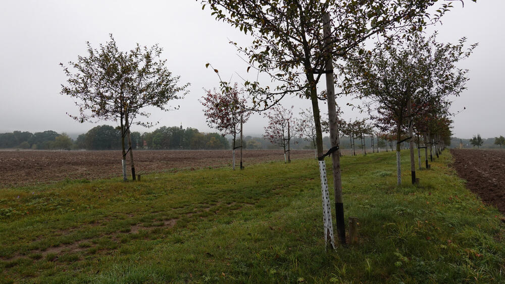 Nové stromořadí. V pozadí, mezi poli, vykukuje věž kostela.