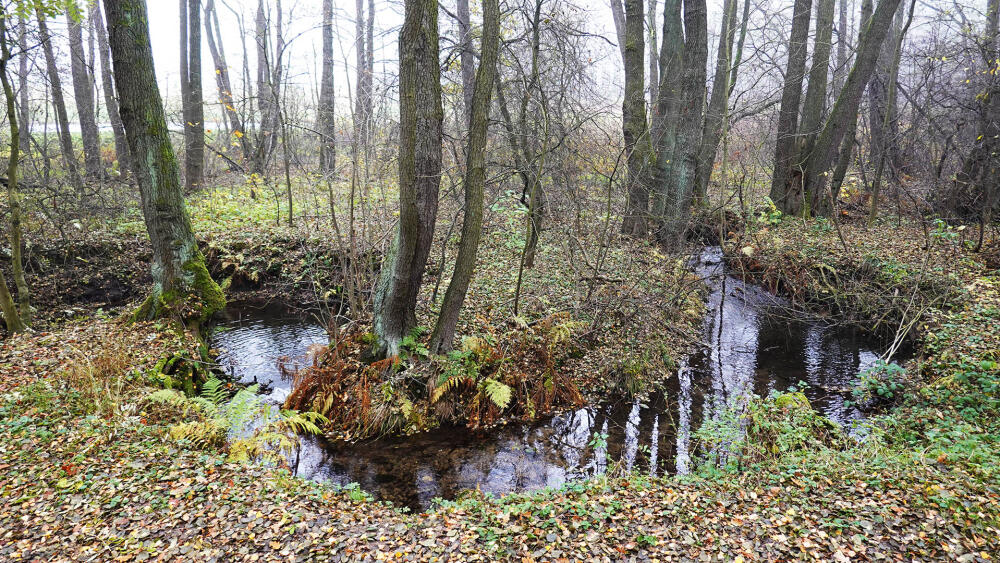 V lese již Ploučnice čile meandruje. Tip pro školy na výlet v rámci zeměpisu nebo přírodopisu.