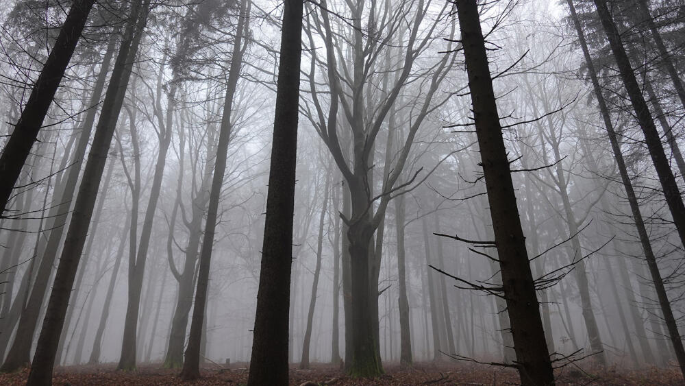 Lesy pod Kumburkem mají v pozdním podzimu neopakovatelnou atmosféru.