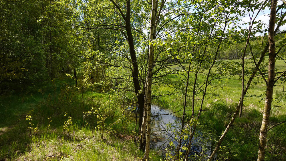 Mokřad.