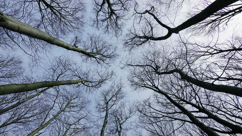 Pohled do korun buků je fascinující v každém ročním období.