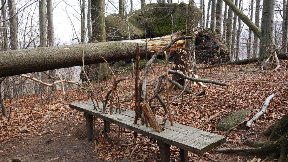 Naučná stezka Jizerskohorské bučiny. (Pozor, oblast nad Oldřichovem v Hájích není součástí bučin přímo zahrnutých do seznamu UNESCO.