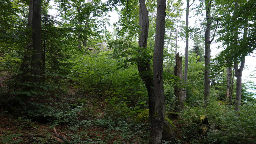 Jizerskohorské bučiny.
