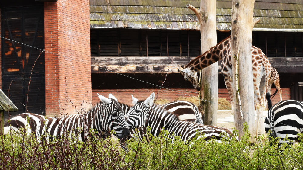 ZOO Liberec vlastní zvířata, která jsou symbolem ZOO po celém světě.
