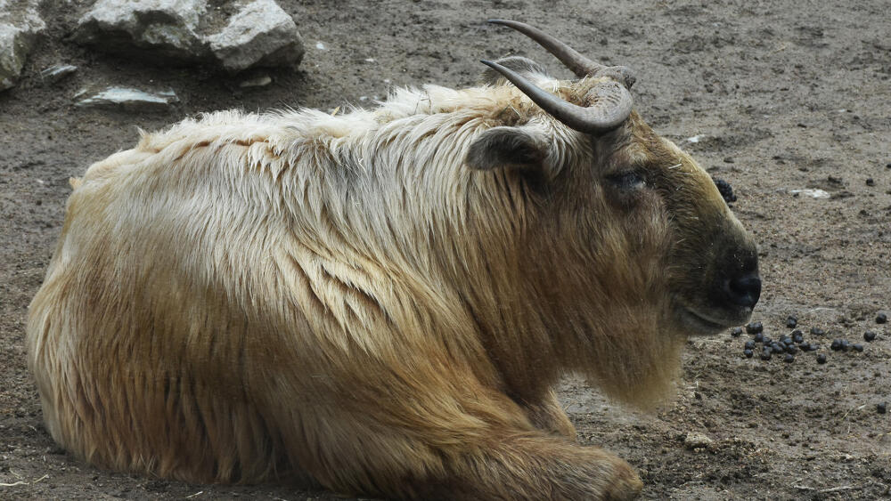 ZOO Liberec se oprávněně chlubí i unikáty, které chová jen málokdo. K takovým patří například takini.