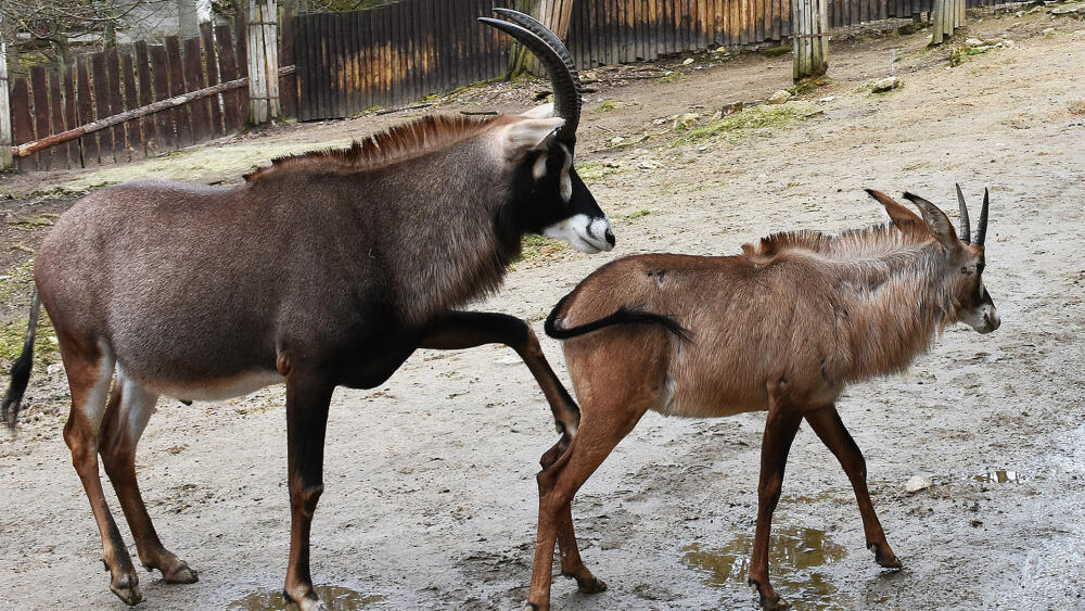 Vnímavému návštěvníkovi ZOO nabízí i humorné pohledy do soukromého života zvířat.