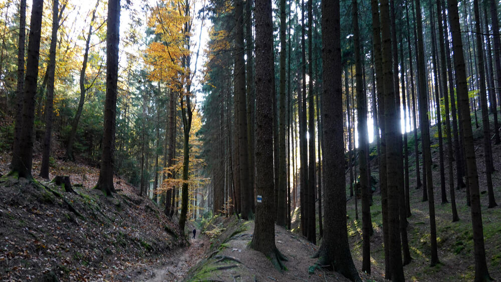 Na modré turistické značce mezi rybníkem Doly a cílem výletu.