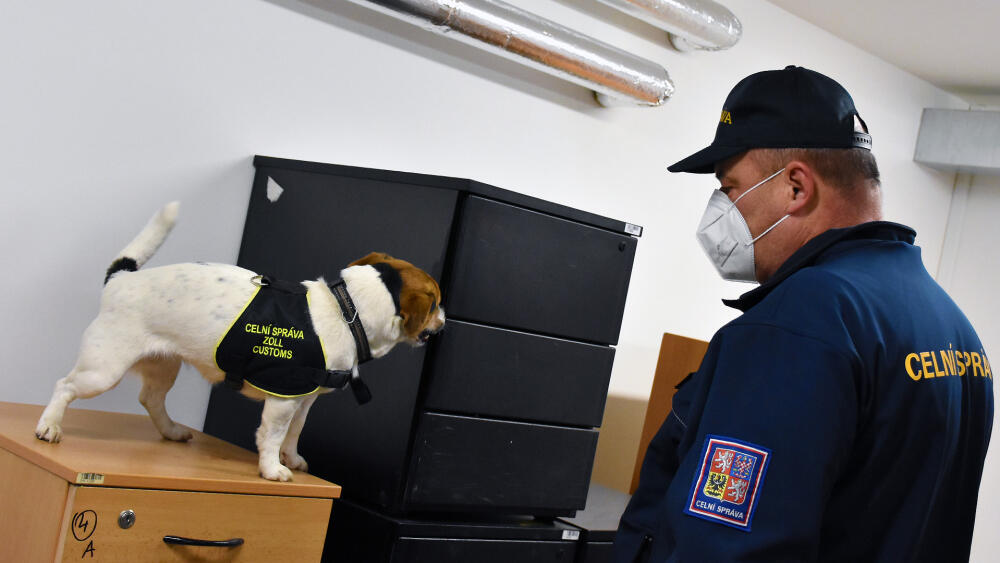 U psích expertů na rase a vzrůstu příliš nezáleží. Hlavní je zdraví a chuť do práce. Ostatně jako všude, ale o tom až příště :-)