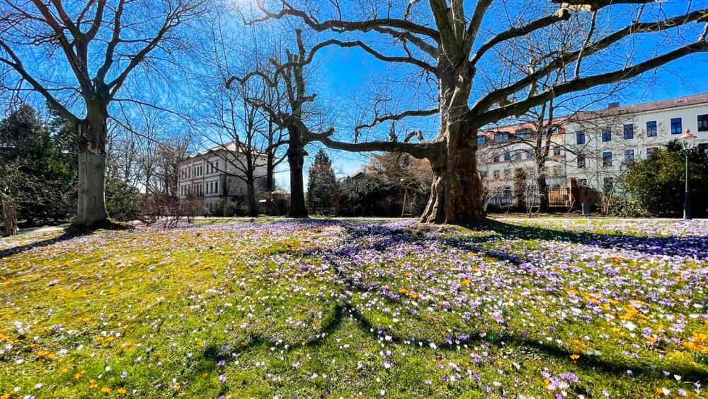 Krokusová louka (zdroj: https://www.facebook.com/KrokuswieseZittau).