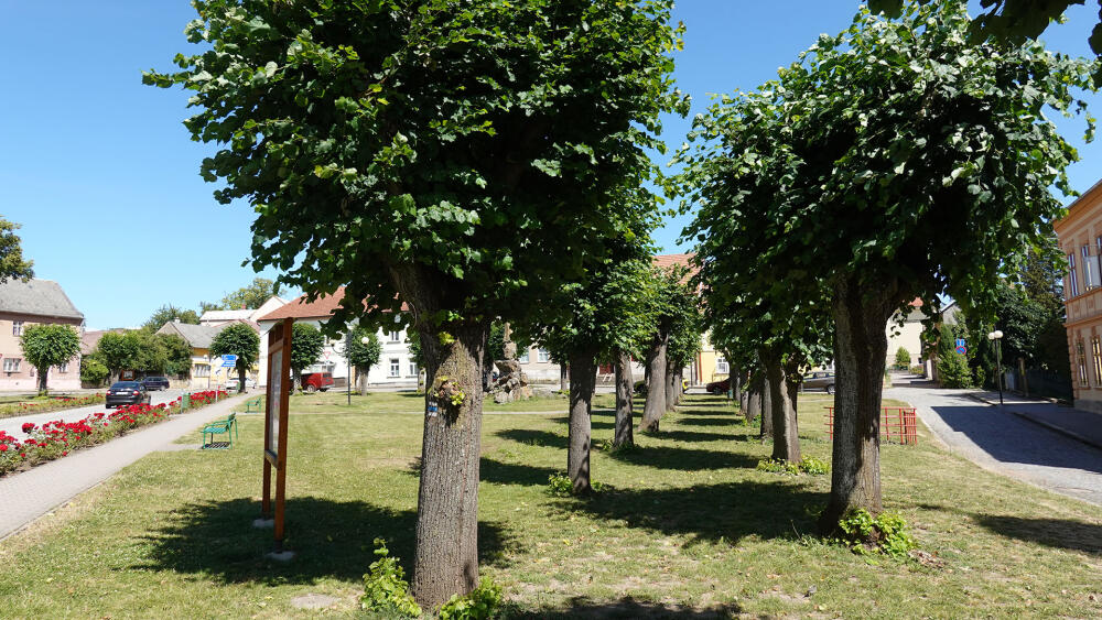 Náměstí Svobody, stromořadí.