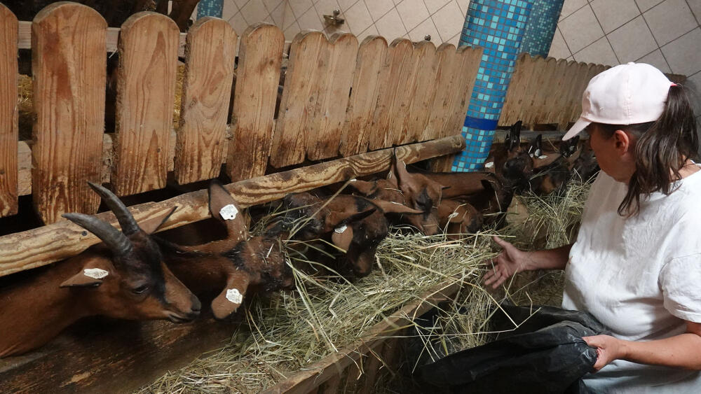 Krmení.