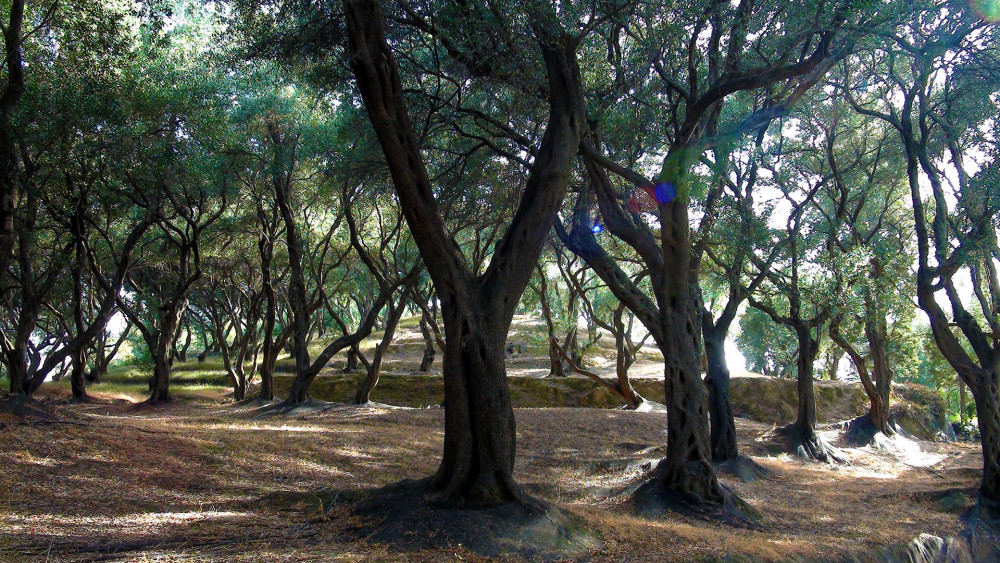 Jeden z mnoha olivovníkových hájů ostrova Korfu.