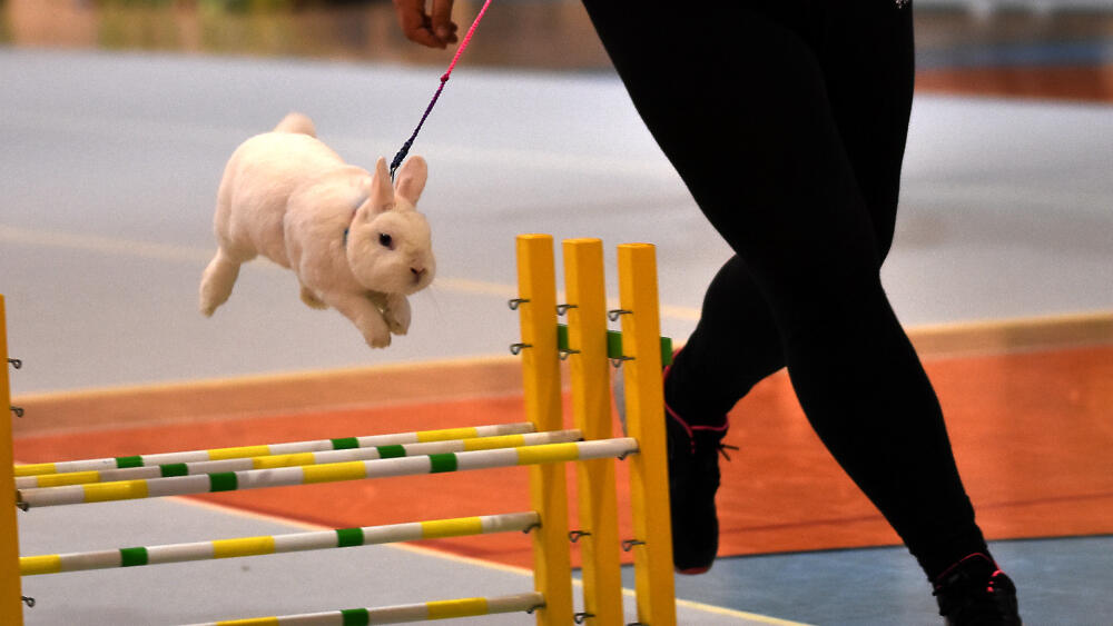 ...a hop!
