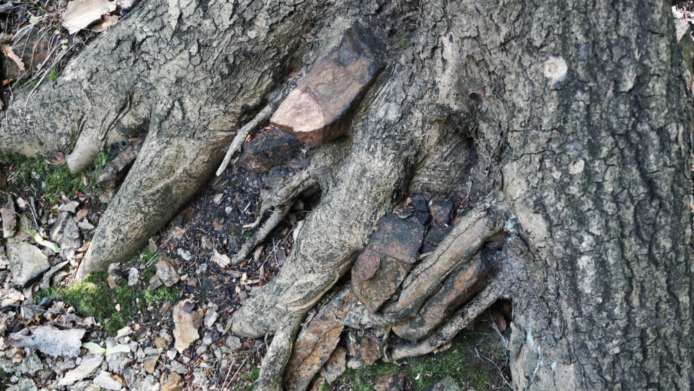 Mezi kořeny najdete možná kusy opevnění.