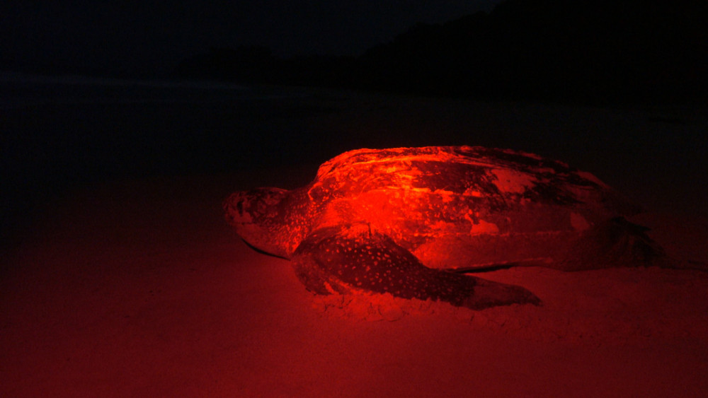 Červené světlo není pro oči tak rušivé, a proto se používá při nočním pozorování zvířat. Na fotce kožatka velká po kladení snůšky (foto Pavel Zoubek).