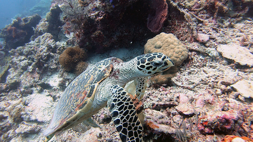 Kareta pravá je kriticky ohrožený druh mořské želvy, který kvůli textuře svého krunýře trpí podobně jako třeba nosorožci se svými rohy (foto Pavel Zoubek).
