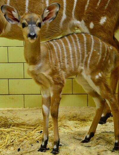 Foto: ZOO Liberec