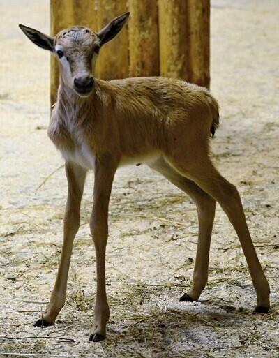 Foto: ZOO Liberec