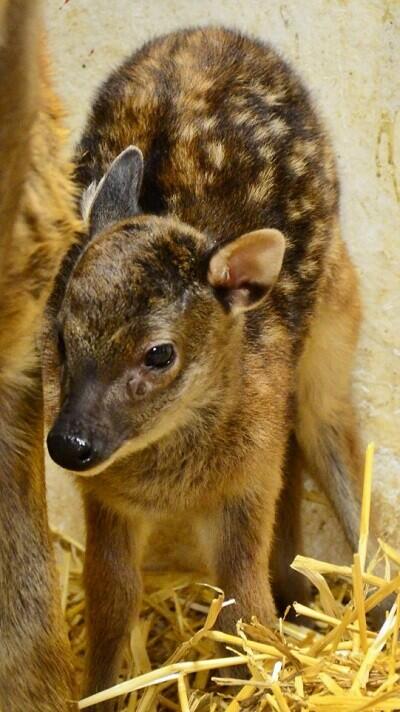 Foto: ZOO Liberec