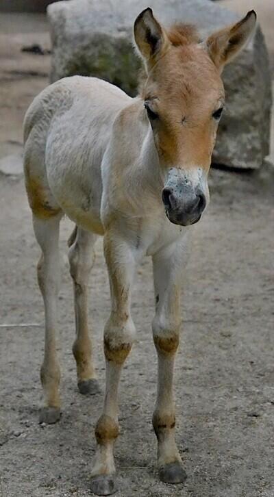 Foto: ZOO Liberec