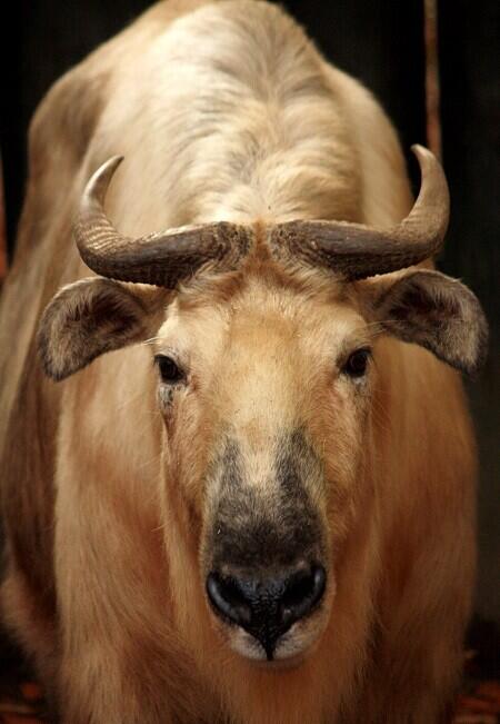 Foto: ZOO Liberec