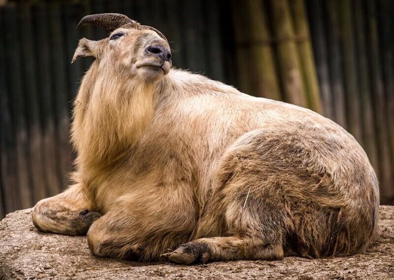 Foto: FB ZOO Liberec