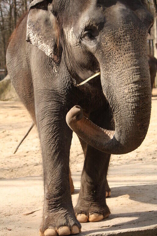 Toto je Rání. Foto: ZOO Liberec