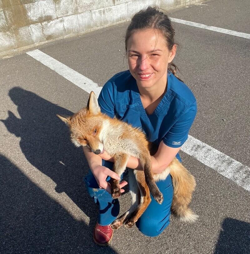 Veterinářka s  "kmotrou liškou", kterou zlákala školní jídelna.