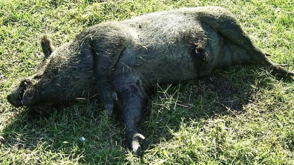 Uhynulý kus, foto z www.svscr.cz