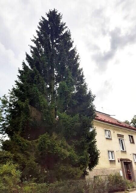 Tento strom Na Jeřábu po 45 etech končí. Foto: SML