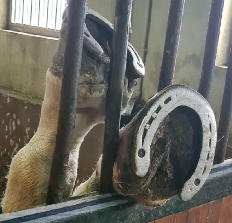 Kopytem sem, kopytem tam...