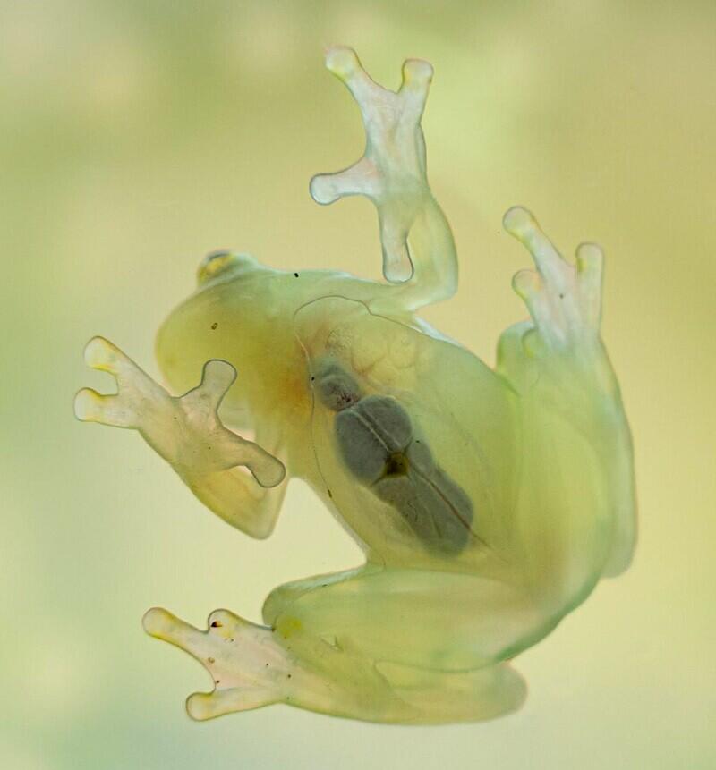 Zřejmě největší raritou je rosněnka Valeriova (Hyalinobatrachium valerioi). Patří mezi tzv. skleněné žáby, pro které je charakteristická průsvitná kůže. Foto: ZOO Liberec
