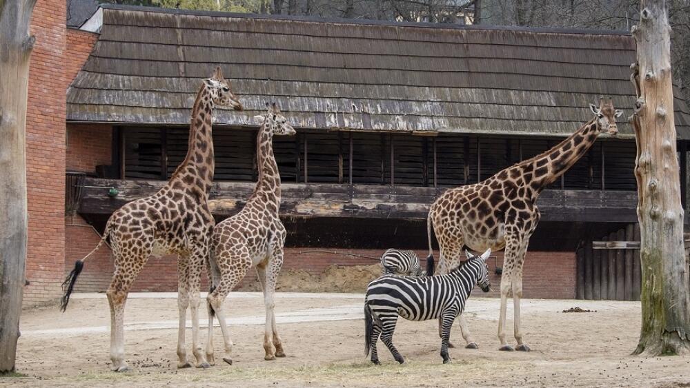 Foto ze ZOO Liberec: LK