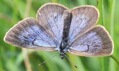 Modrásek bahenní v plné kráse. Foto: FB CHKO Český ráj.