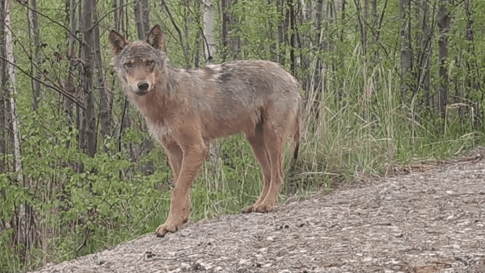 Vlk zachycený na fotopast, Frýdlantsko, 2020; zdroj: Hnutí DUHA Šelmy