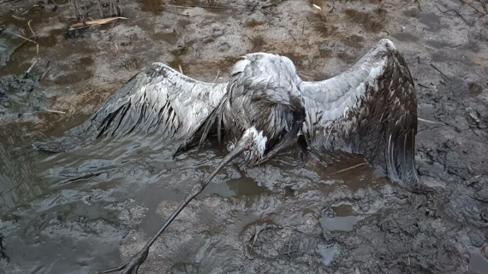 Smutnou dokumentaci pořídila Liberecká terénní zooložka a zakladatelka projektu Jeřábí život, Markéta Ticháčková.
