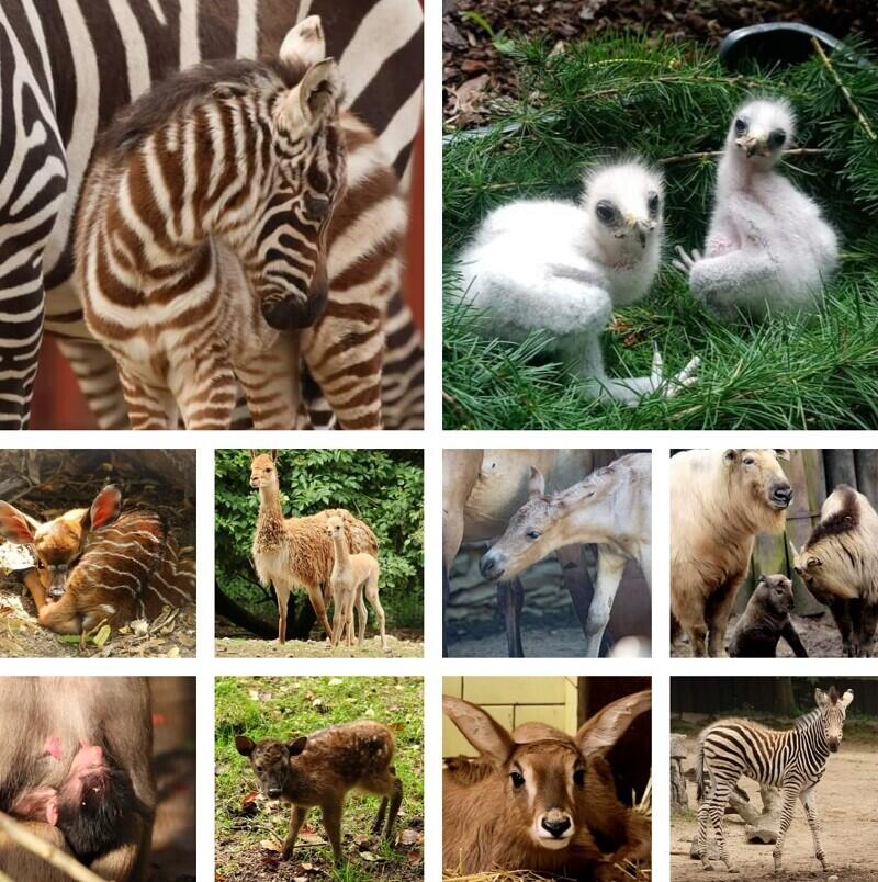 Mláďata 2023. Grafika ZOO Liberec