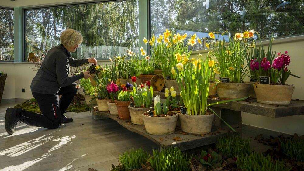 Na MDŽ, tedy 8. března, začala v botanické zahradě tematická výstava jarních cibulovin. Těšit se můžete na sněženky, krokusy, talovíny, ale také na narcisy, modřence nebo tulipány. Foto: Artur Irma.