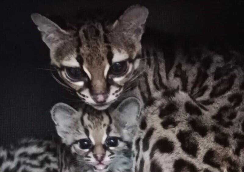 Margay (Leopardus wiedii).